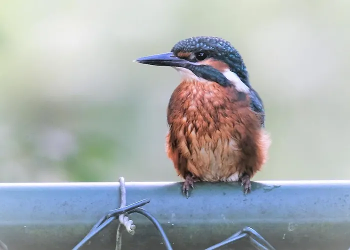 De Linge Bed and breakfast Gellicum