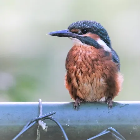 De Linge Alojamento de Acomodação e Pequeno-almoço Gellicum